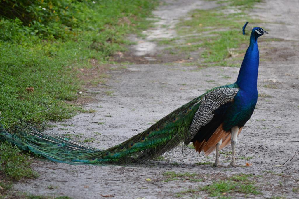 Sigiriya Peacock Homestay Bagian luar foto