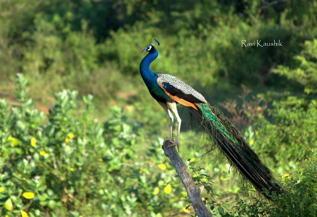 Sigiriya Peacock Homestay Bagian luar foto