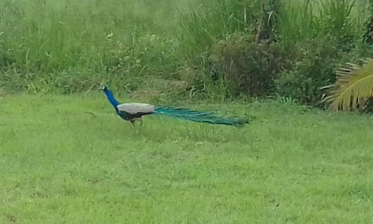 Sigiriya Peacock Homestay Bagian luar foto